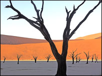 Dead acacia trees, Namib-Naukluft National Park, Namibia
