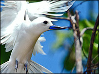 Fairy Tern (picture by John Connell) 