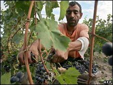 Worker harvesting grapes