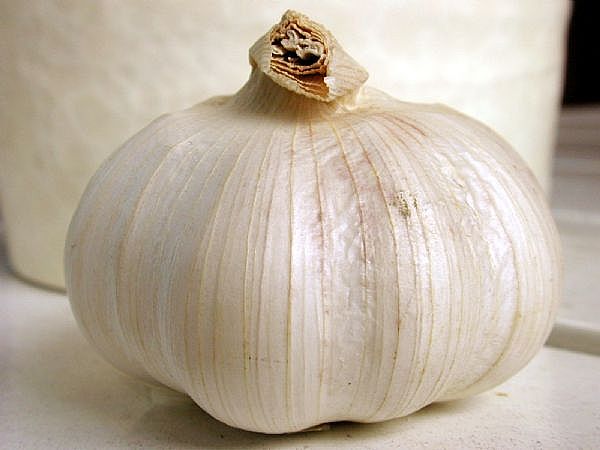 garlic