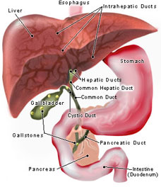 Primary Sclerosing Cholangitis