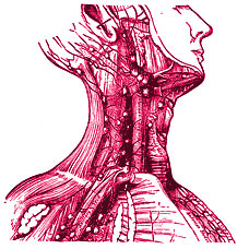 Thyroid Gland