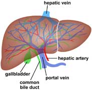 Liver