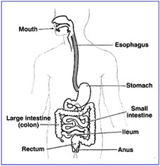 body xray