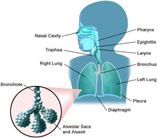 Acute Bronchitis