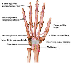 hand xray