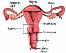 Treatment For Cervical Dysplasia