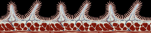 Coeliac Diseases