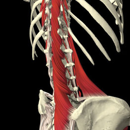 Deep or local core muscles