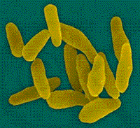 Corynebacterium diphtheria