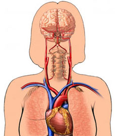 blood flow to the brain