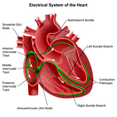 Electrical system of the heart