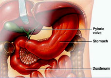 Gastric motility