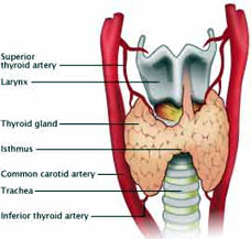 Thyroid