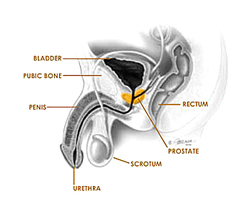 how does uroxatral work