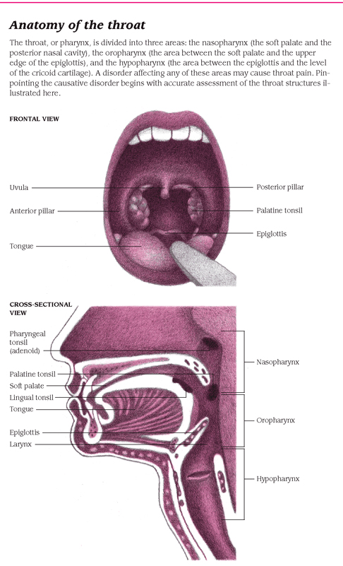 Anatomy of the throat