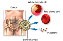 Taj Pharmaceuticals Anemia