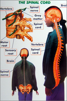 spinal cord