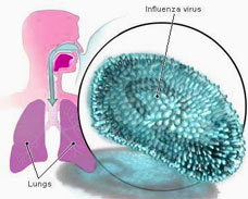 Taj Pharmaceuticals Influenza