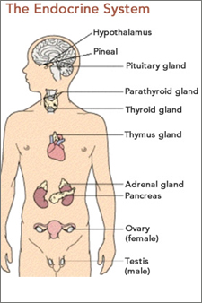 Endocrine System