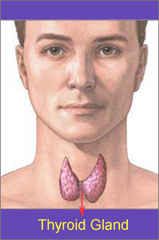 thyroid gland