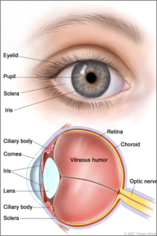 Taj Pharmaceutical Eye Index