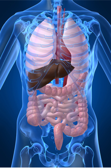 Taj Pharmaceutical Metabolism Index