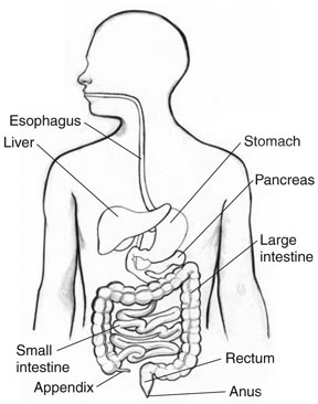 abdominal adhesions