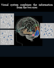 visual system