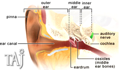 About-hearing-loss