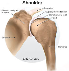 shoulder