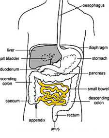 Gastrointestinal