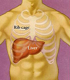 rib cage