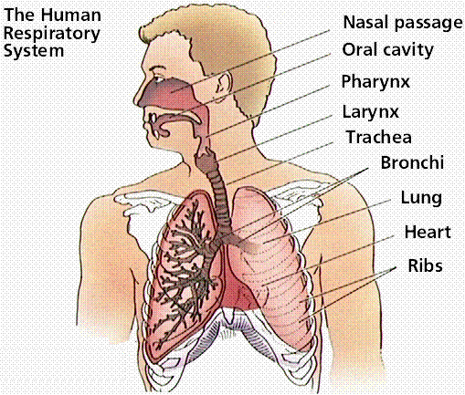 PARACETAMOL, GUAIFENESIN, DEXTROMETHORPHAN HBr, PSEUDOEPHEDRINE HCl Tablet: (from Taj Pharmaceuticals Limited) INDIA