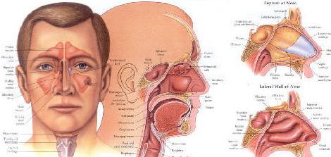 paracetamol IP